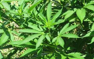 Коноплю фигурант дела распространял по территории всей Украины