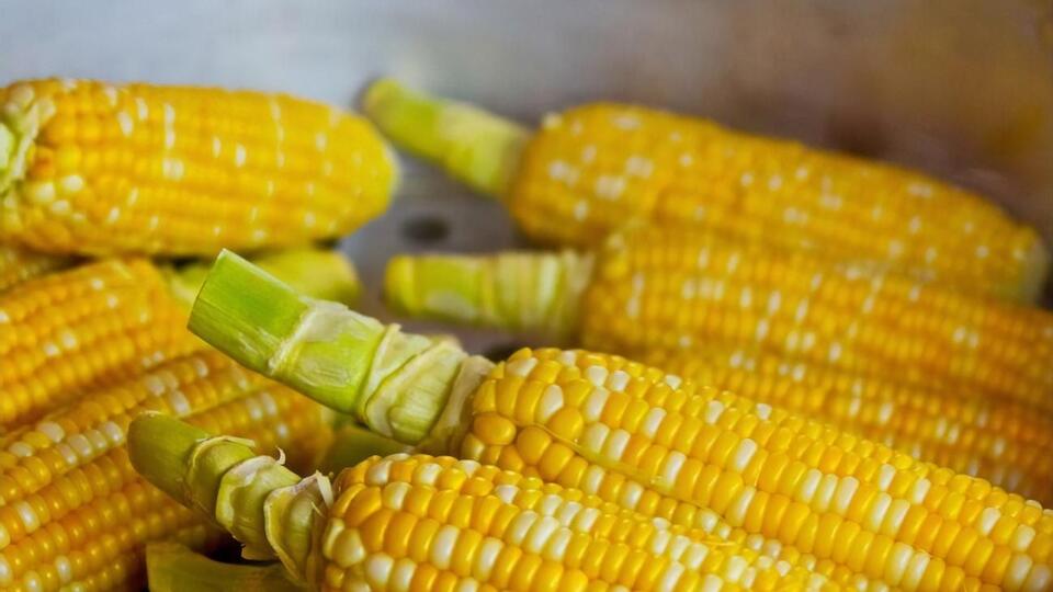 Під час придбання кукурудзи не варто соромитися розкривати качан, щоб побачити зерна. Вони мають бути світлого кольору