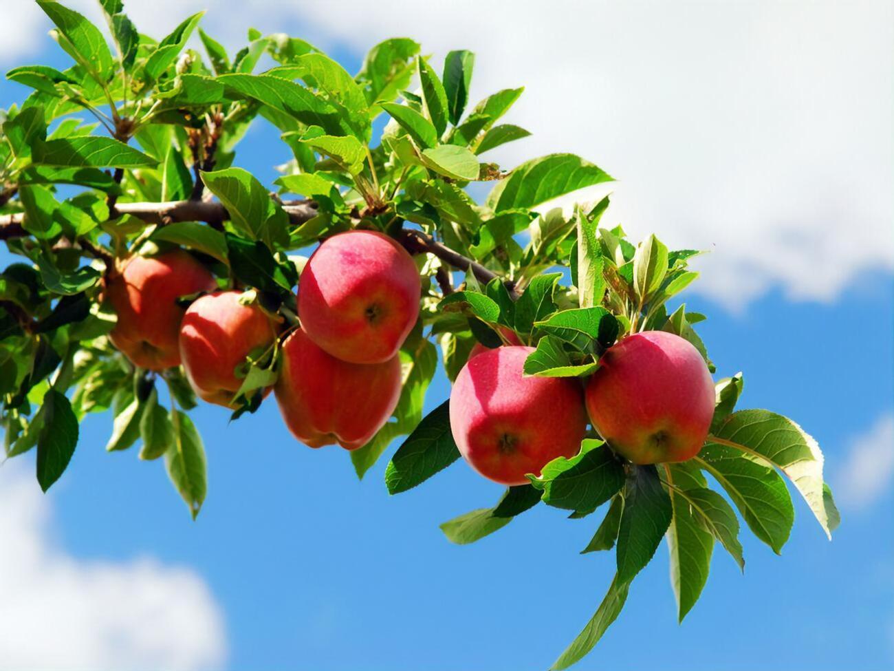 Сьогодні, 2 серпня, до кінця 2021 року залишився 151 день