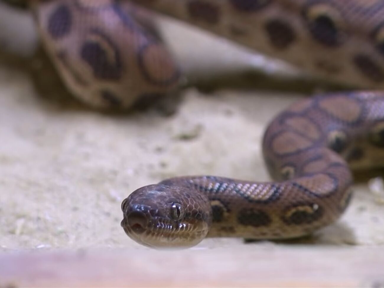 Удава передали в натуралистический центр