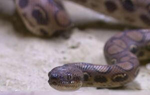 Удава передали в натуралистический центр