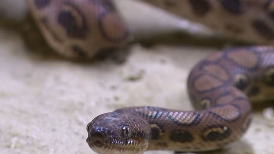 Удава передали в натуралістичний центр