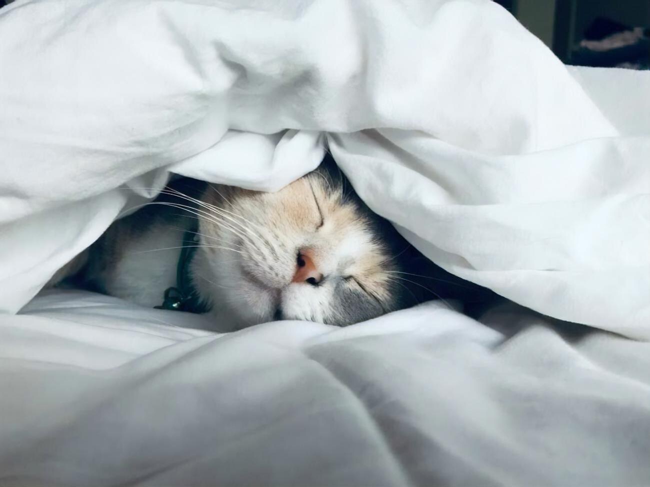 Сьогодні святкують Всесвітній день ліні