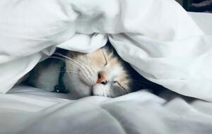 Сьогодні святкують Всесвітній день ліні