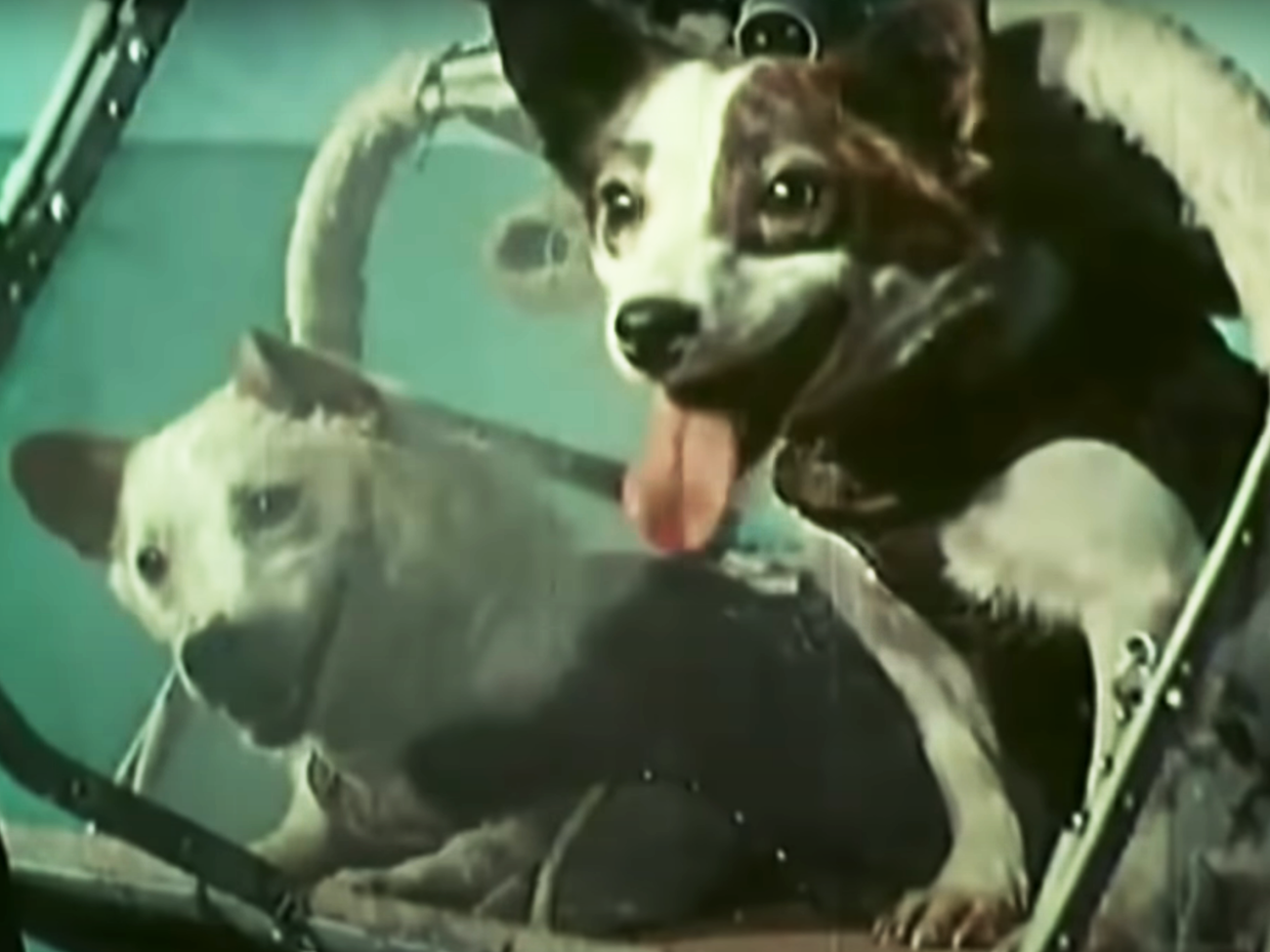 Белка и Стрелка &ndash; первые собаки-космонавты в мире. 20 августа 1960 года они вернулись на землю после 25 часов, проведенных в космосе