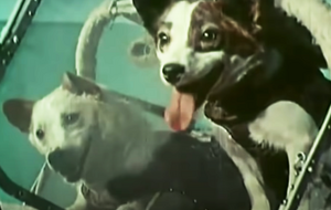 Белка и Стрелка – первые собаки-космонавты в мире. 20 августа 1960 года они вернулись на землю после 25 часов, проведенных в космосе