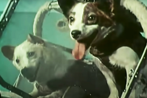 Белка и Стрелка – первые собаки-космонавты в мире. 20 августа 1960 года они вернулись на землю после 25 часов, проведенных в космосе