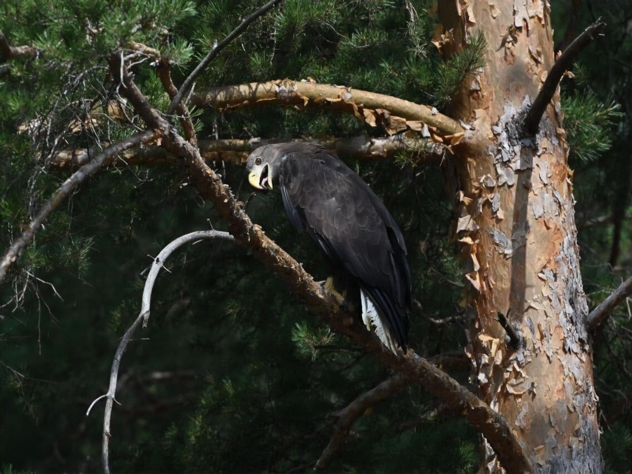 Всего в Украине около 300 пар орлана-белохвоста, в Харьковской области &ndash; около 30 пар