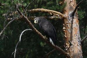 Всего в Украине около 300 пар орлана-белохвоста, в Харьковской области – около 30 пар