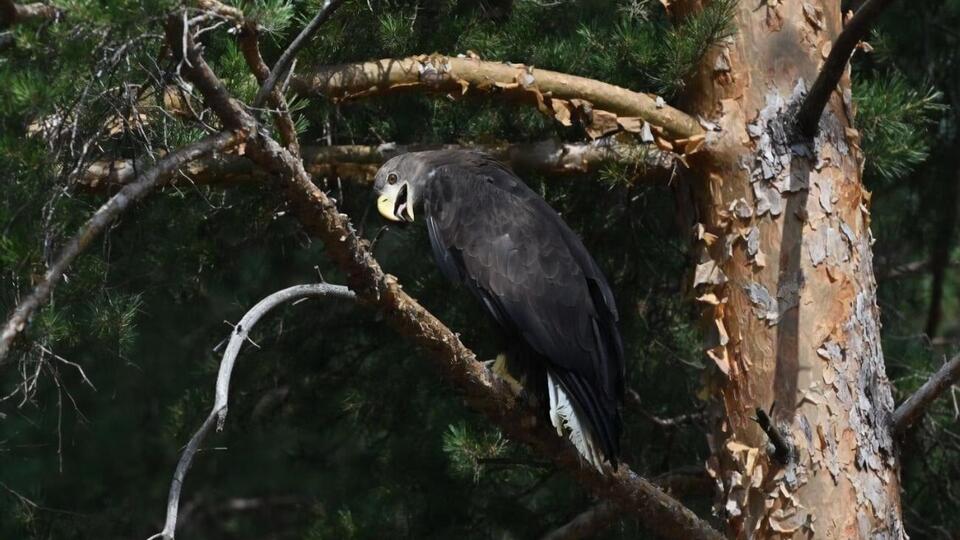 Усього в Україні приблизно 300 пар орлана-білохвоста, у Харківській області – майже 30 пар