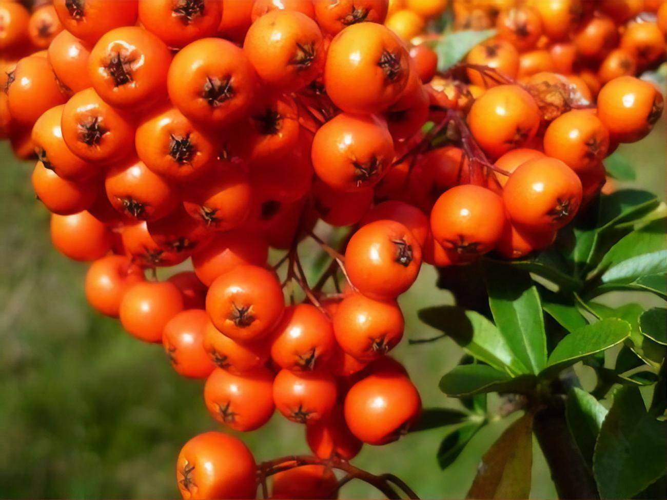 Облепиха начинает созревать в конце августа