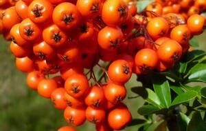 Облепиха начинает созревать в конце августа