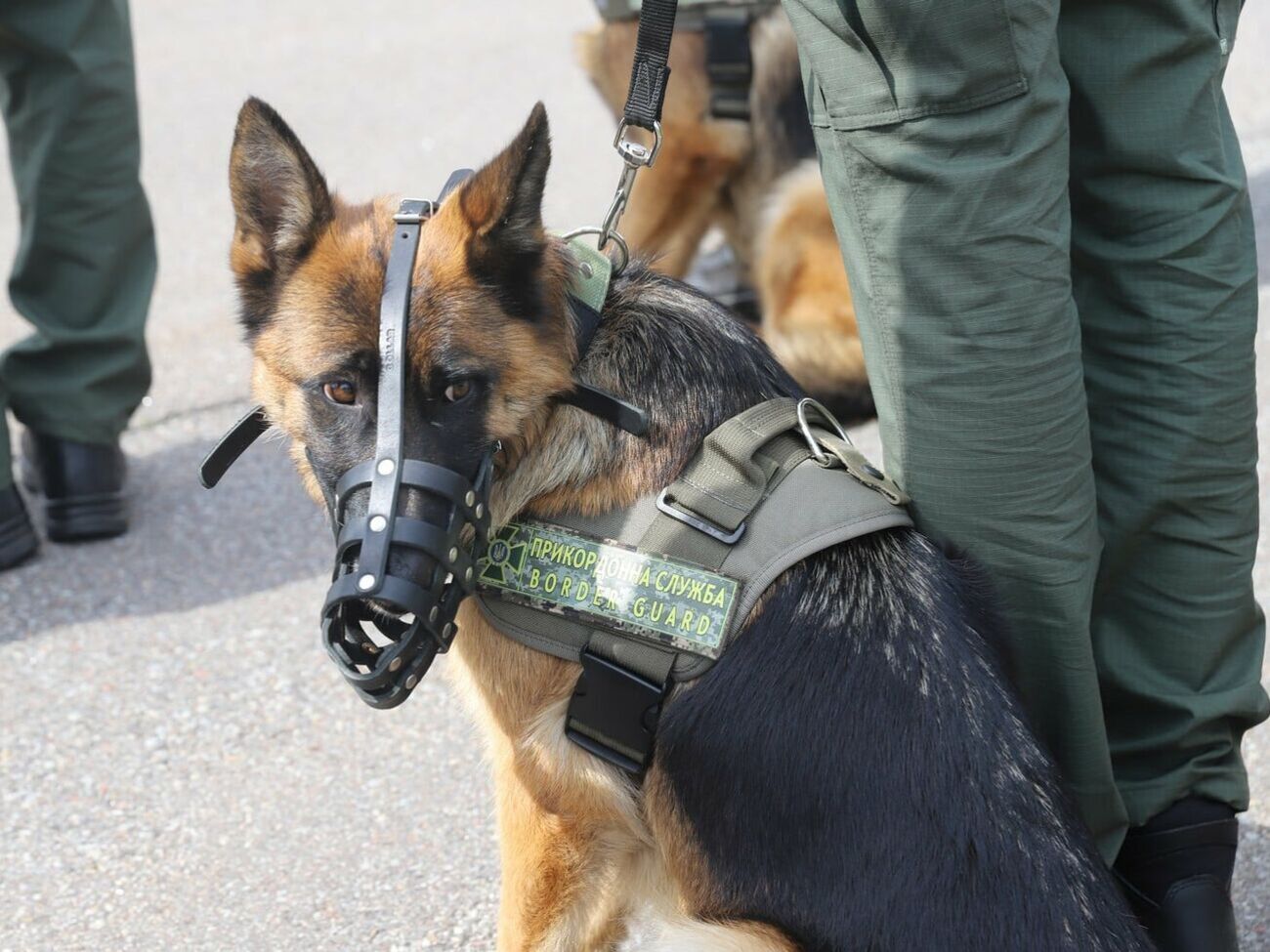 В праздничном параде участвовали немецкие овчарки