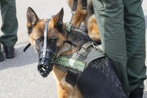 В праздничном параде участвовали немецкие овчарки