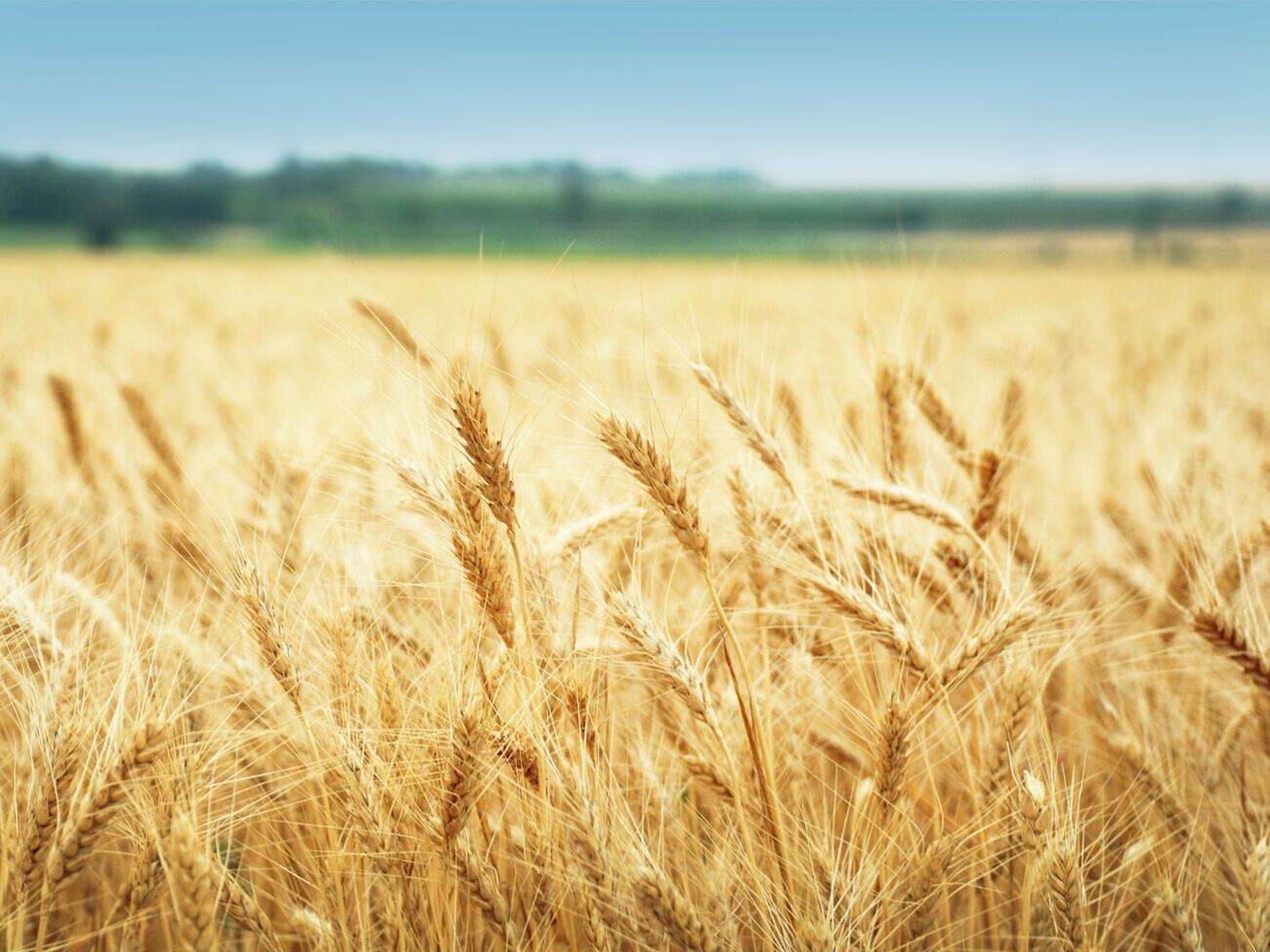 В этом сезоне филиалы корпорации&nbsp;приняли на хранение&nbsp;более 300 тыс. тонн зерновых урожая 2021 года