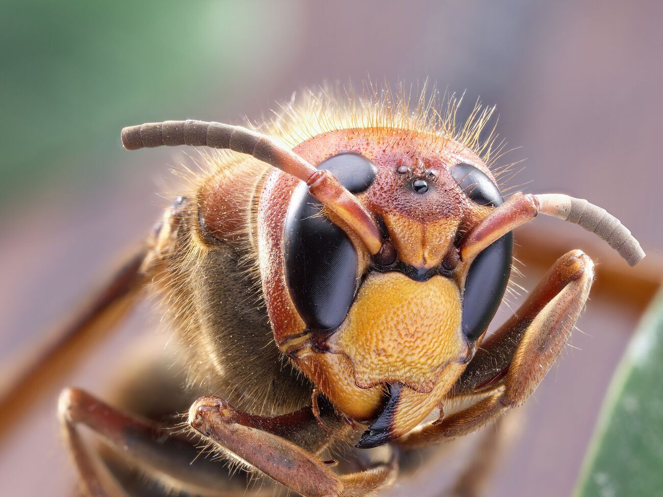 Яд шершня может быть смертельно опасным для человека с аллергией на укусы насекомых