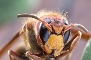 Яд шершня может быть смертельно опасным для человека с аллергией на укусы насекомых