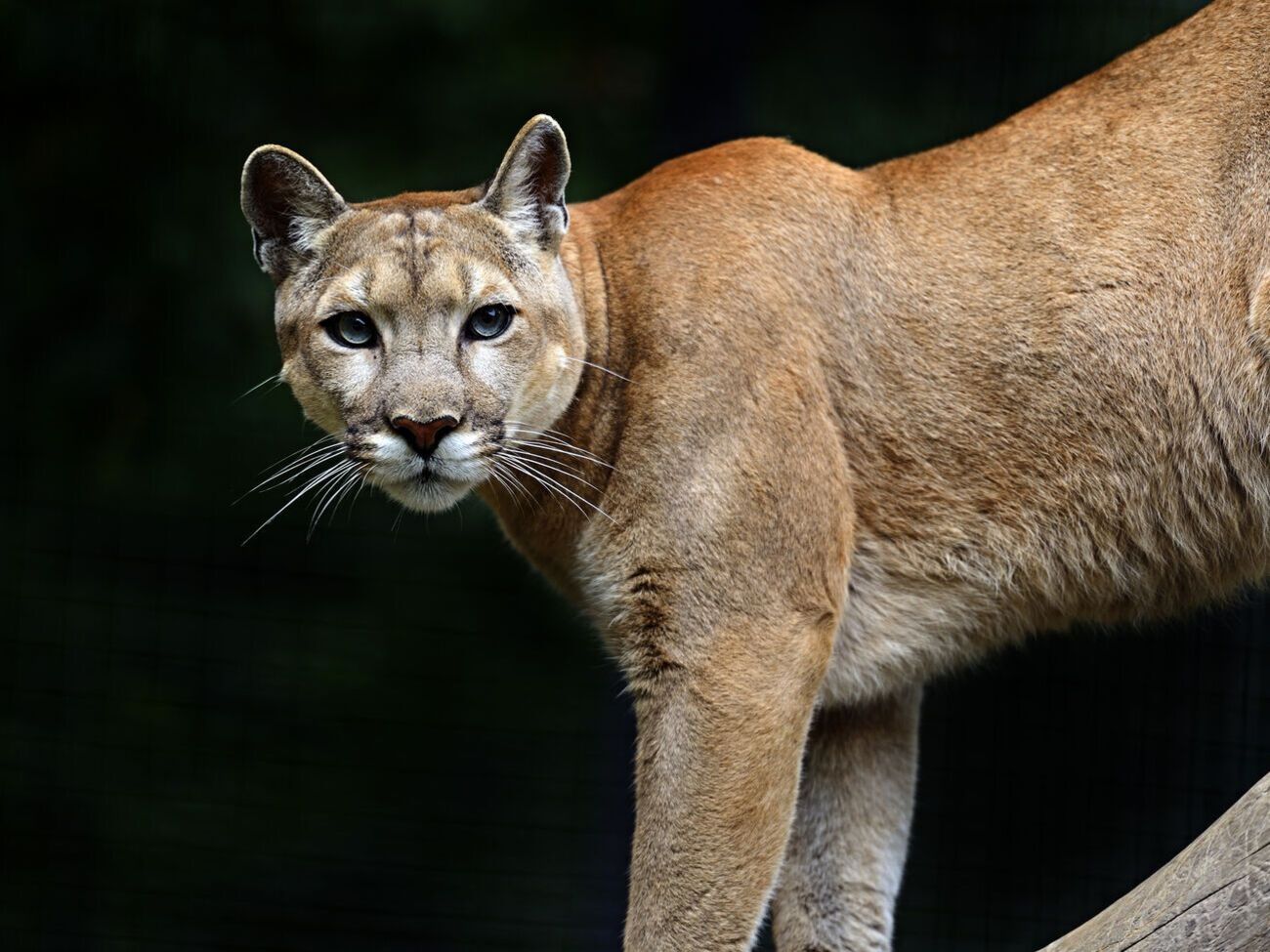 Пуму, которая напала на мальчика, застрелили