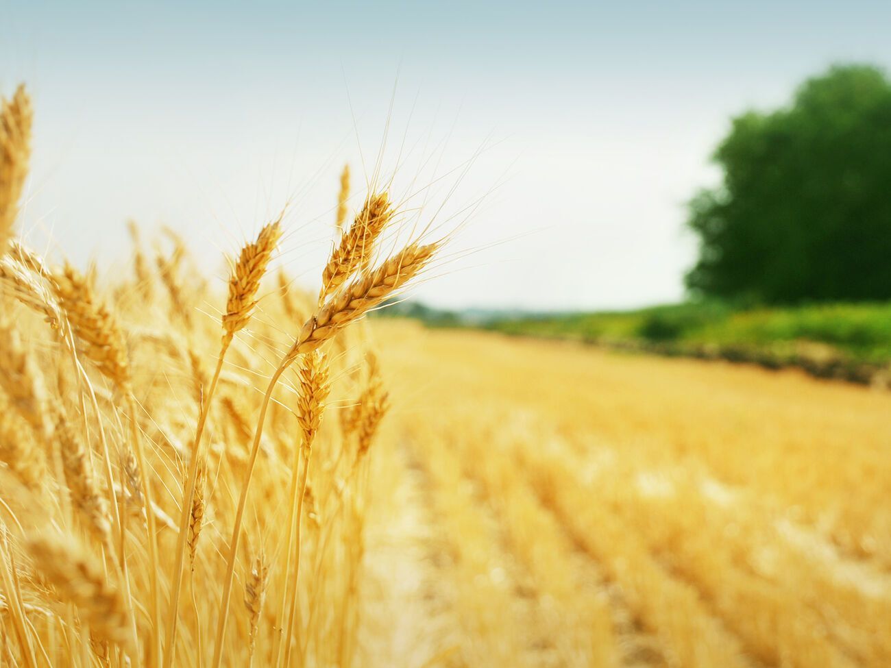 Ринок землі в Україні працює два місяці