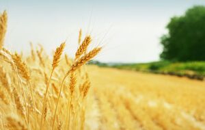 Рынок земли в Украине работает два месяца