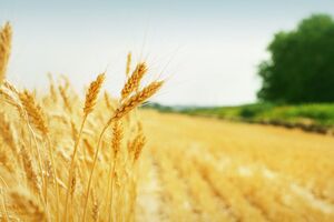 Ринок землі в Україні працює два місяці