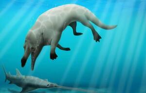 Кита назвали Phiomicetus Anubis