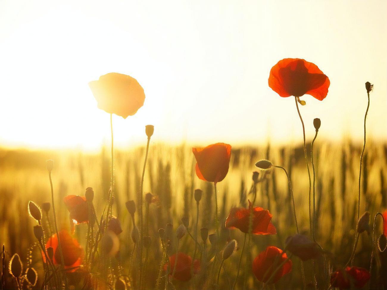 Синоптики зауважили, що через масштабні пожежі у Європі погода стає складнішою в прогнозуванні