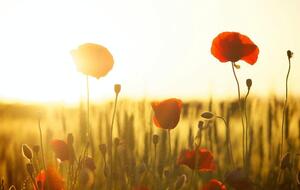 Синоптики зауважили, що через масштабні пожежі у Європі погода стає складнішою в прогнозуванні