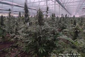 Растения выращивали на территории одного из домовладений