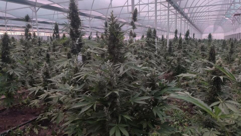 Растения выращивали на территории одного из домовладений