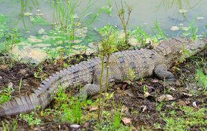 Свидетели заметили крокодила, когда он ел утку