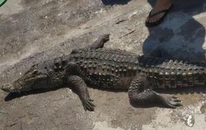 Крокодила доставали из воды сетками. Почему он умер, выясняют ветеринары