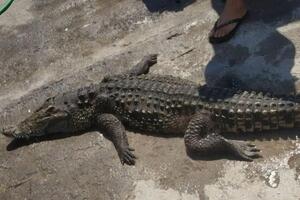 Крокодила діставали з води сітками. Чому він помер, з'ясовують ветеринари
