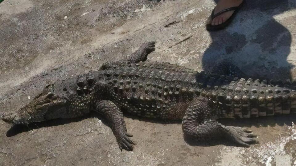Крокодила доставали из воды сетками. Почему он умер, выясняют ветеринары