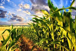 Агрохолдинги України в сукупності володіють приблизно 6 млн га землі