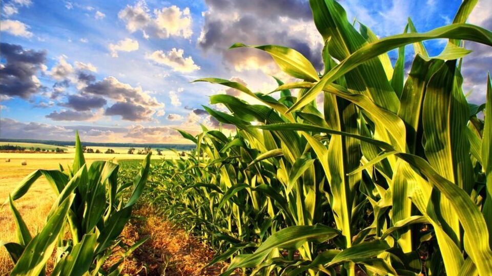 Агрохолдинги України в сукупності володіють приблизно 6 млн га землі