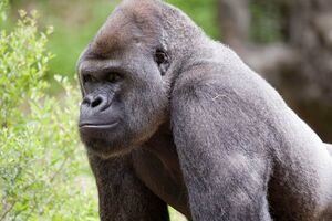 Инфекцию обнаружили у 13 горилл