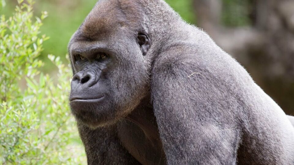 Інфекцію виявили у 13 горил