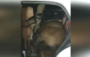 Задержанный оказался, по данным полиции, серийным скотокрадом