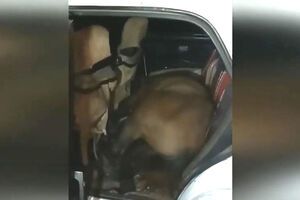 Задержанный оказался, по данным полиции, серийным скотокрадом