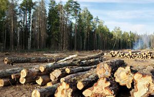 Ажиотажный спрос на украинскую древесину не ожидается, считают в Гослесагентстве