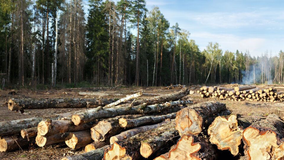 Ажиотажный спрос на украинскую древесину не ожидается, считают в Гослесагентстве