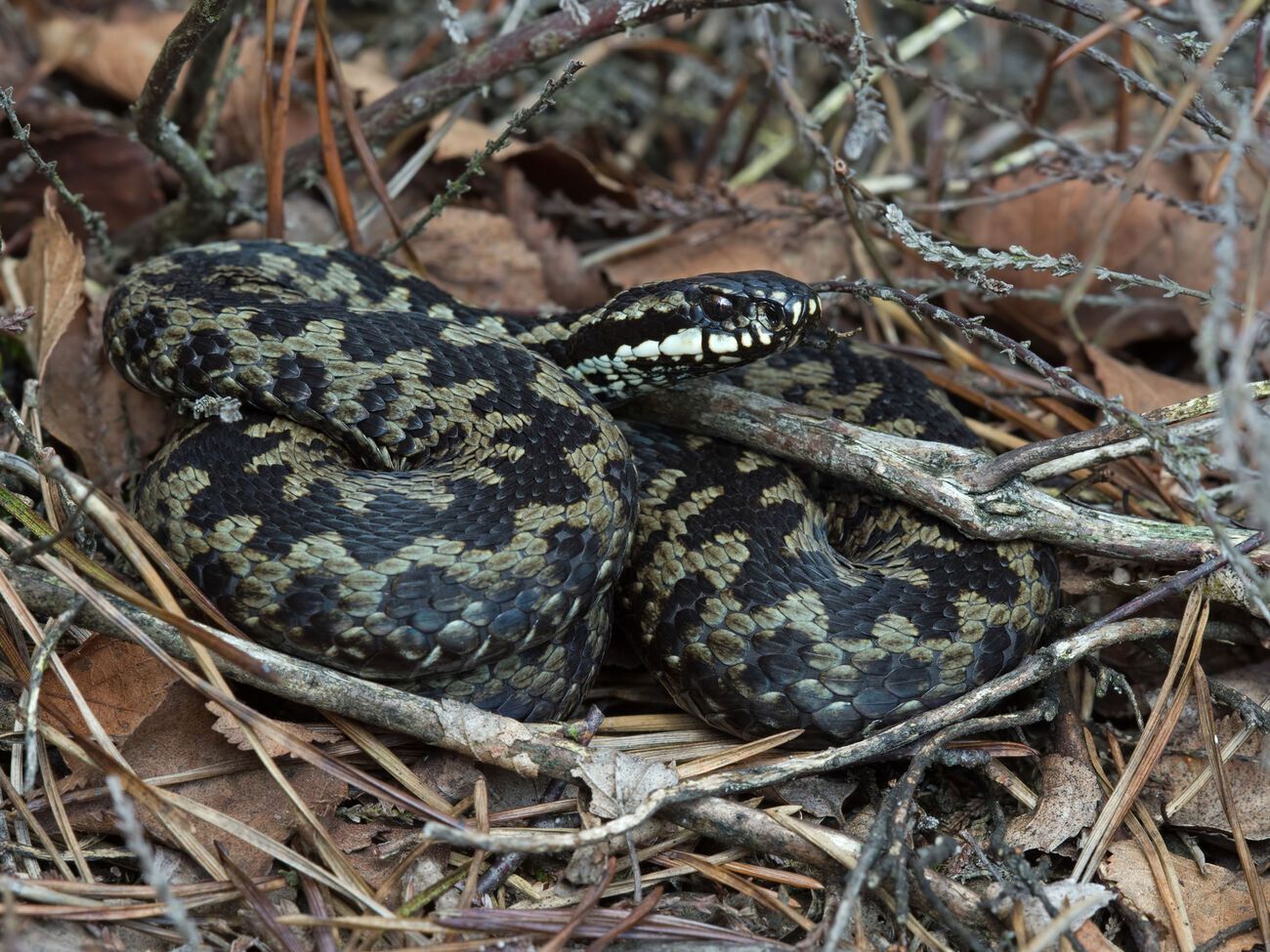 Одну из змей спасатели достали из-под плинтуса, вторую &ndash; из-под батареи