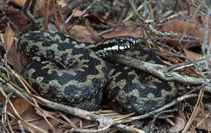 Одну из змей спасатели достали из-под плинтуса, вторую – из-под батареи