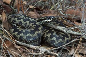 Одну из змей спасатели достали из-под плинтуса, вторую – из-под батареи