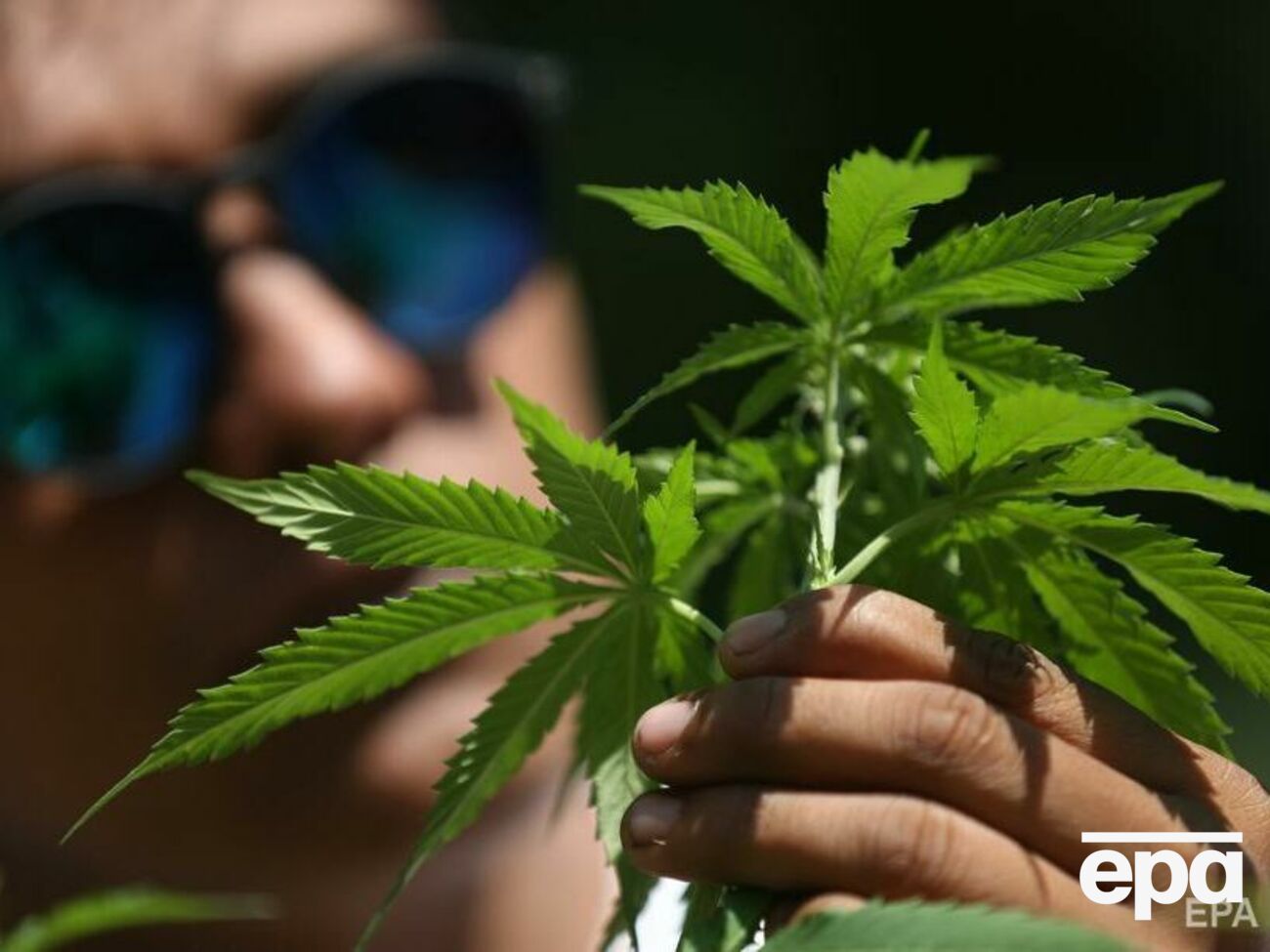 Спортсмену могут на четыре года запретить участвовать в соревнованиях, если он сдаст положительный тест на каннабис