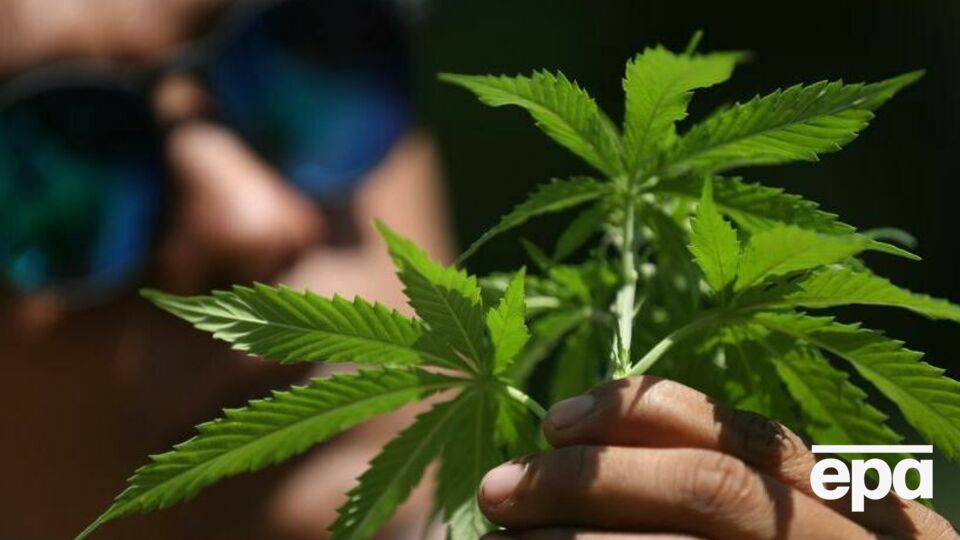 Спортсмену могут на четыре года запретить участвовать в соревнованиях, если он сдаст положительный тест на каннабис