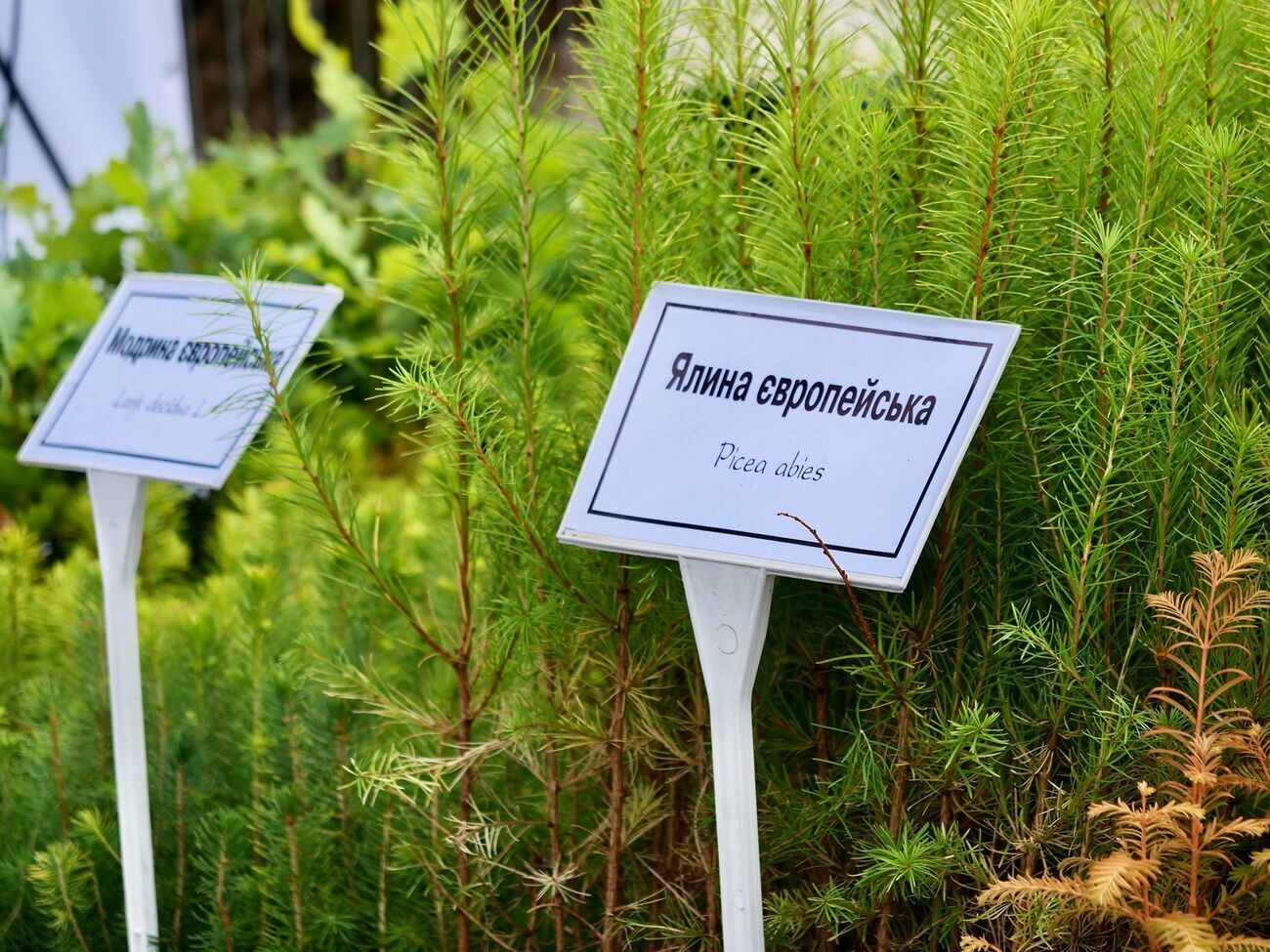 У розпліднику будуть вирощувати високопродуктивні породи дерев для відновлення лісів Карпат