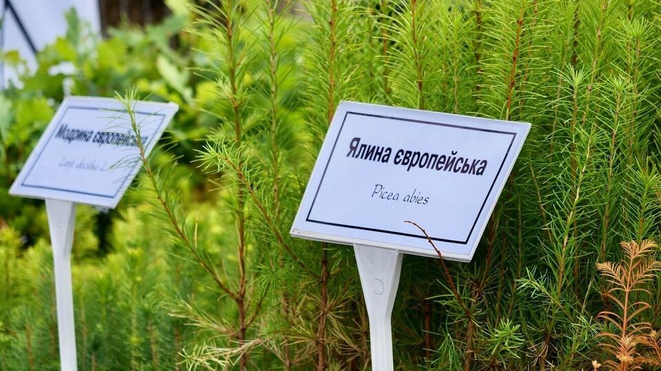 В питомнике будут выращивать высокопродуктивные породы деревьев для восстановления лесов Карпат