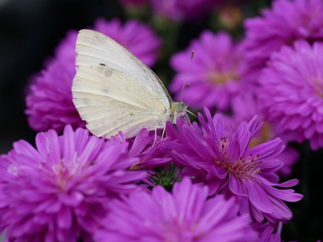 Американская белая бабочка является вредителем, опасным почти для 300 видов растений